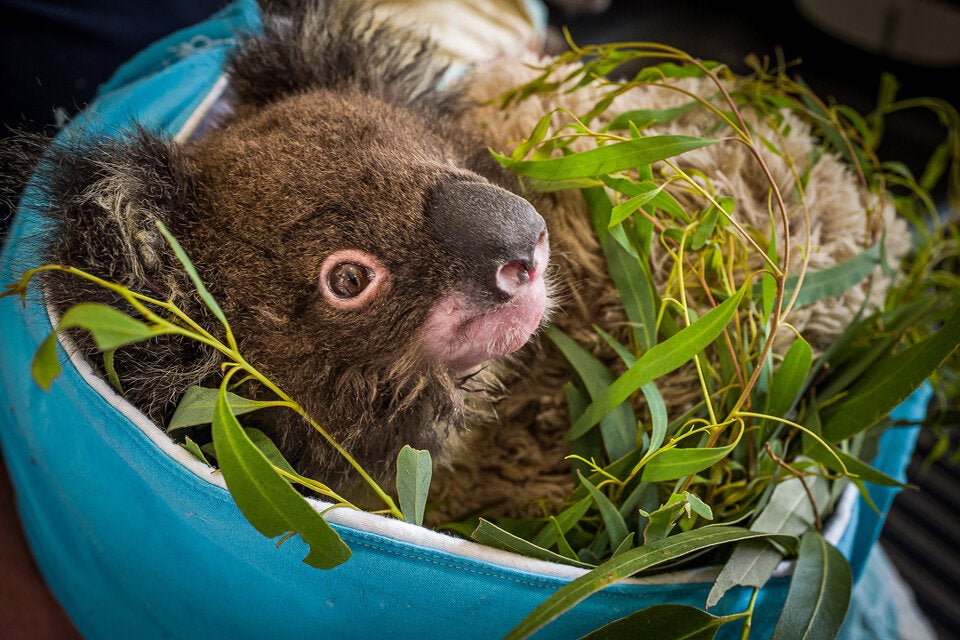 Tiergarten-Mitarbeiter spenden ihr Gehalt für australische Wildtiere