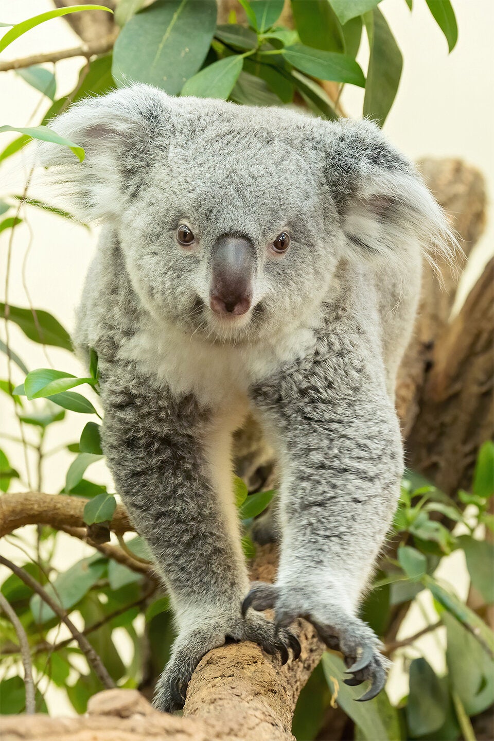 Schönbrunner Koala-Dame trägt ein Jungtier im Beutel