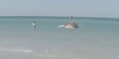 Schaulustige knipsen Selfies auf totem Wal "Timmy"