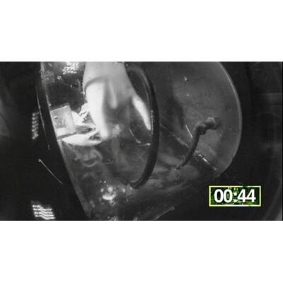 Tag 11 im Dschungelcamp