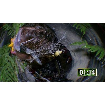 Tag 11 im Dschungelcamp