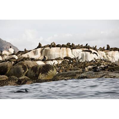 Der Bachelor - Folge vom 25.1