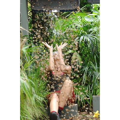 Tag 8 im Dschungelcamp