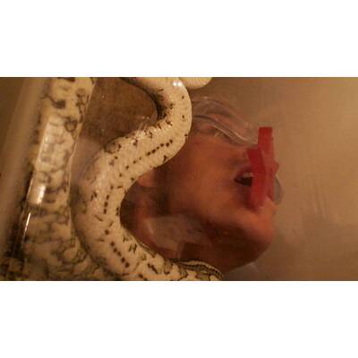 Tag 14 im Dschungelcamp: Alle Bilder