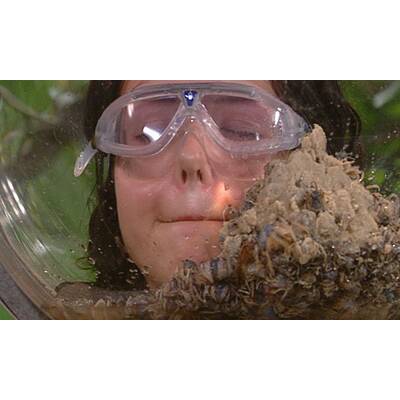 Tag 15 im Dschungelcamp: Alle Bilder