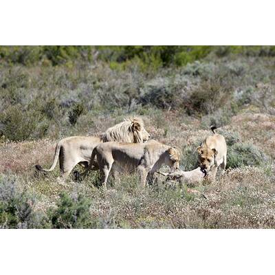 Der Bachelor 2013: Sendung vom 9. Jänner