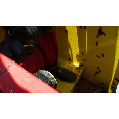 Tag sieben im Dschungelcamp: Alle Bilder