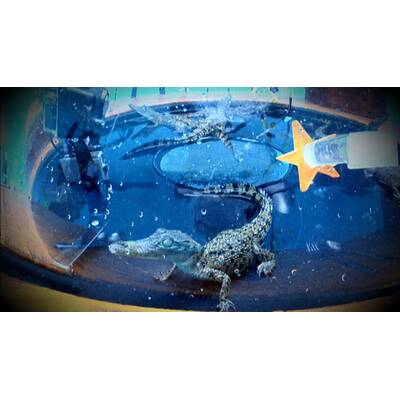 Tag dreizehn im Dschungelcamp: Alle Bilder