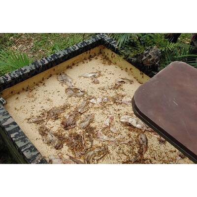 Tag vierzehn im Dschungelcamp: Alle Bilder