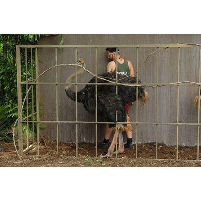 Das Dschungelcamp: Tag 1