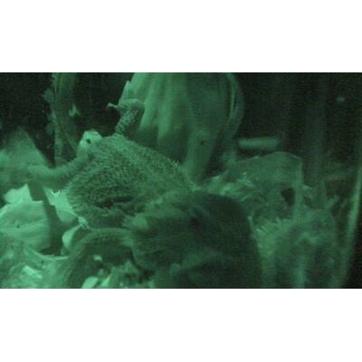 Tag 16 im Dschungelcamp