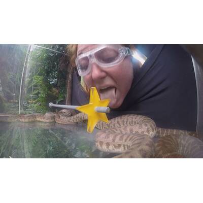 Dschungelcamp Tag 10