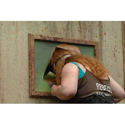 Dschungelcamp Tag 10