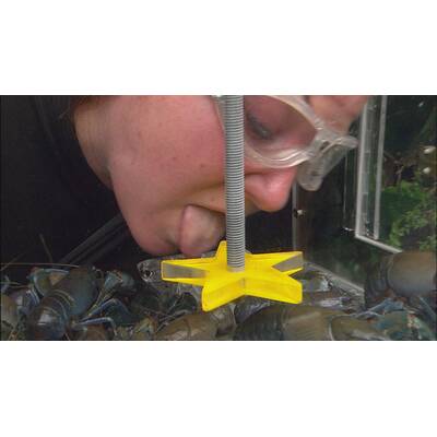 Dschungelcamp Tag 10