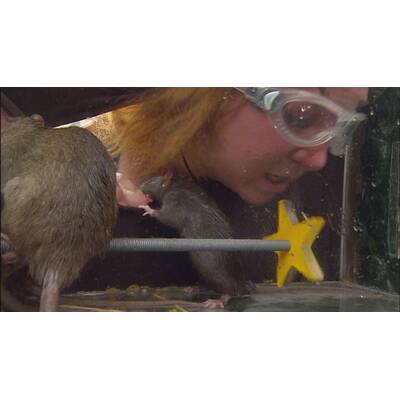 Dschungelcamp Tag 10