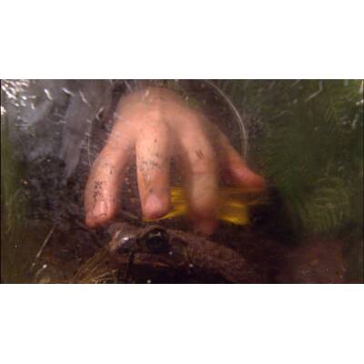 Dschungelcamp: Der elfte Tag