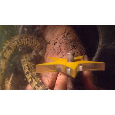 Dschungelcamp: Der elfte Tag