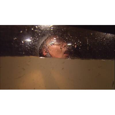 Dschungelcamp: Der elfte Tag