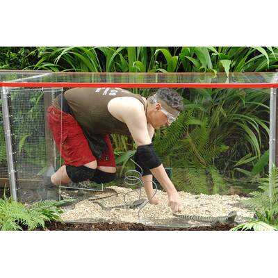 Dschungelcamp: Der 13. Tag