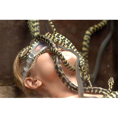 Tag 16 im Dschungelcamp