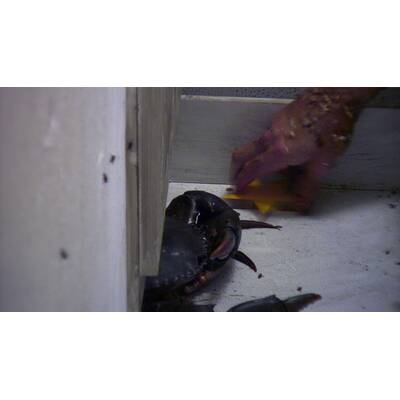 Tag 13 im Dschungelcamp