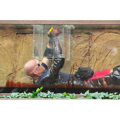 Tag 16 im Dschungelcamp