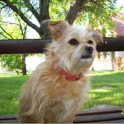 Hundewahl - Lennox, 14 Moante