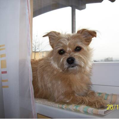 Hundewahl - Lennox, 14 Moante