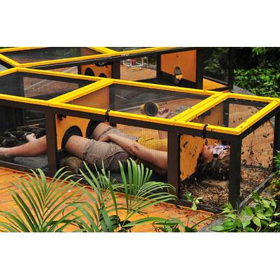 Dschungelcamp 2017: Der dritte Tag 