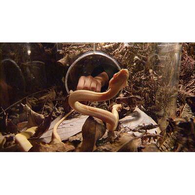 Der fünfte Tag im Dschungelcamp