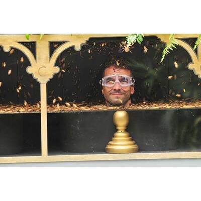 Der dreizehnte Tag im Dschungelcamp