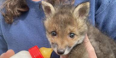 Fünf Fuchsbabys in Niederösterreich gerettet