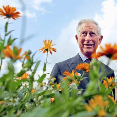 Der grüne Guide 2011