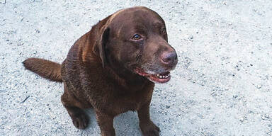 Strache &uuml;bt sich als Hundefl&uuml;sterer