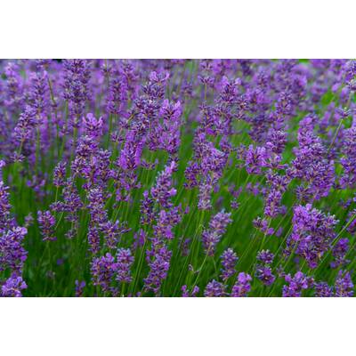 Gerüche, die erregen