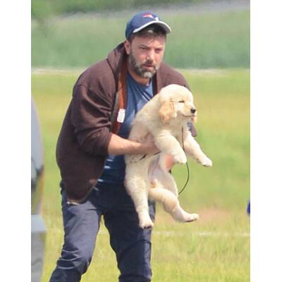 Ben Affleck: Süßes Hündchen nach Ehe-Aus