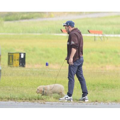 Ben Affleck: Süßes Hündchen nach Ehe-Aus