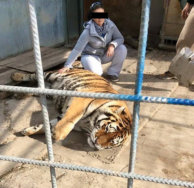 Tiger-Babys Niederösterreich Hainburg