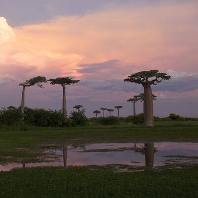 Platz 10: Madagaskar