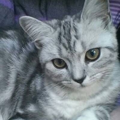 10. Platz: Nelly (7 M.), 1.891 Votes