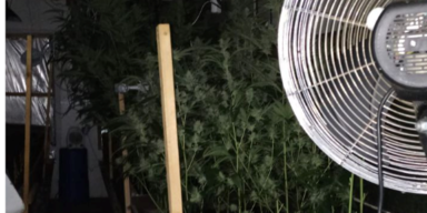 Suchtgift ausgehoben Indoor Plantagen