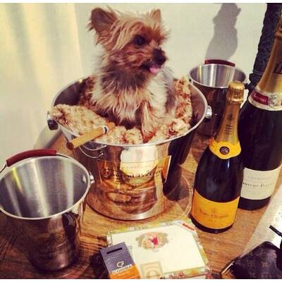 Rich Dogs of Instagram
