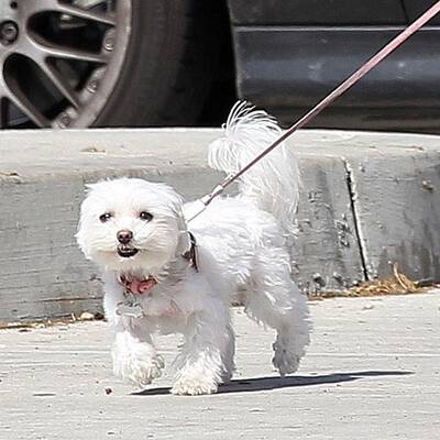 Alessandra Ambrosio spaziert mit Hund und Sohn