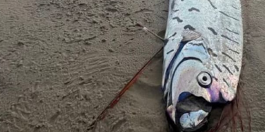 Spaziergängerin entdeckt gruseligen Monsterfisch am Strand