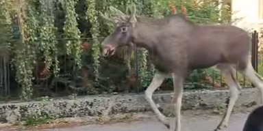 Fans in Sorge: Wurde Kult-Elch Emil verletzt?