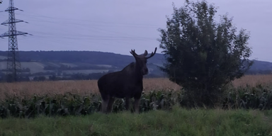 Kult-Elch Emil sorgt für Feuerwehr-Einsatz