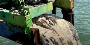 Mysteri&ouml;se Kreatur aus Venedigs Lagune gefischt