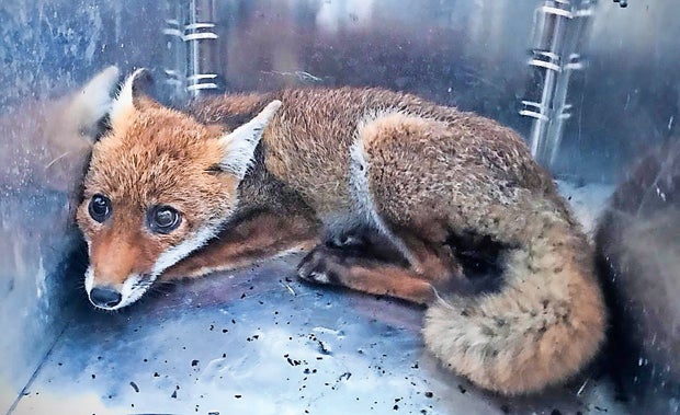 Feuerwehr rettet Hund aus Zaun