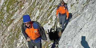 Ziegenbock aus Felswand gerettet