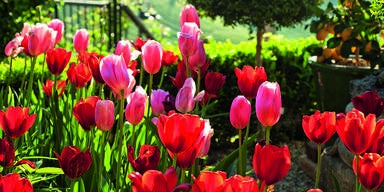 Traumhafte Tulpen: Expertin verrät die besten Tipps für den Garten